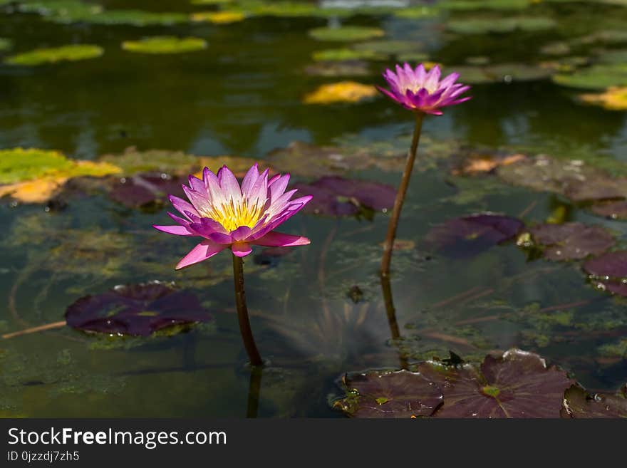 Flower, Reflection, Water, Flora