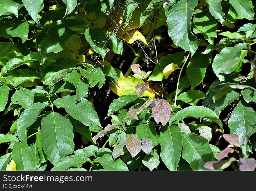 Plant, Leaf, Flora, Tree