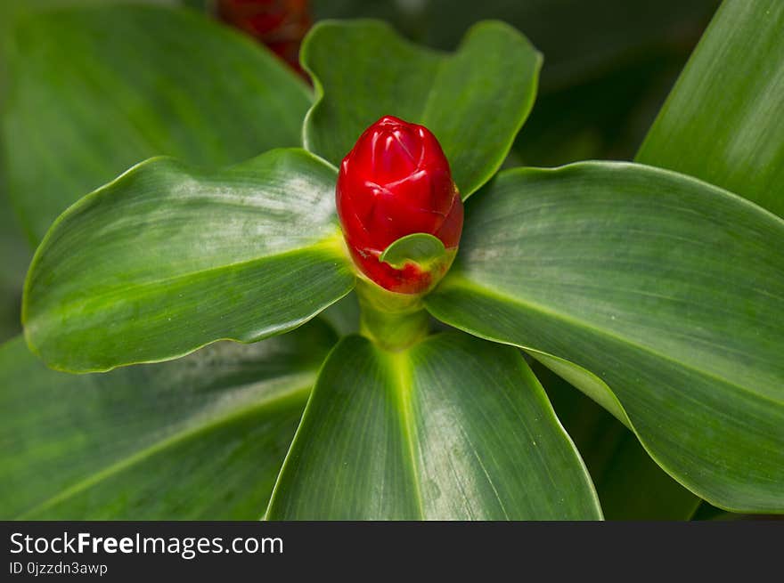 Plant, Flower, Vegetation, Leaf