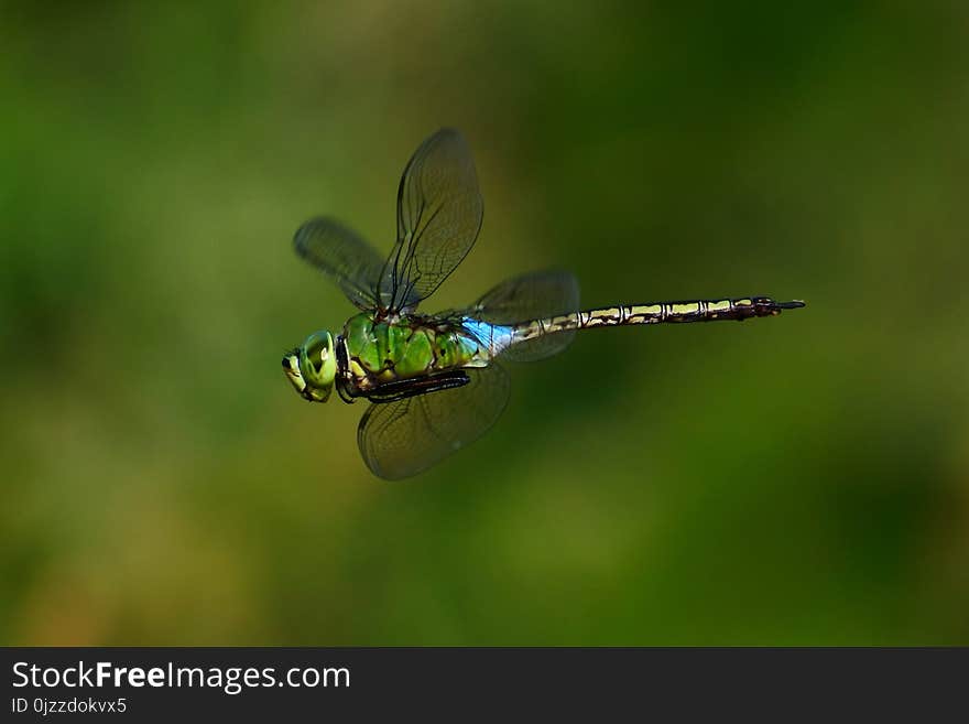 Dragonfly, Insect, Dragonflies And Damseflies, Invertebrate