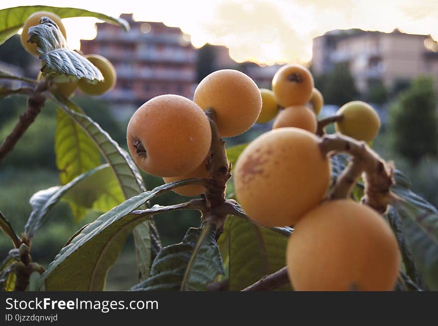 Fruit, Loquat, Fruit Tree, Produce