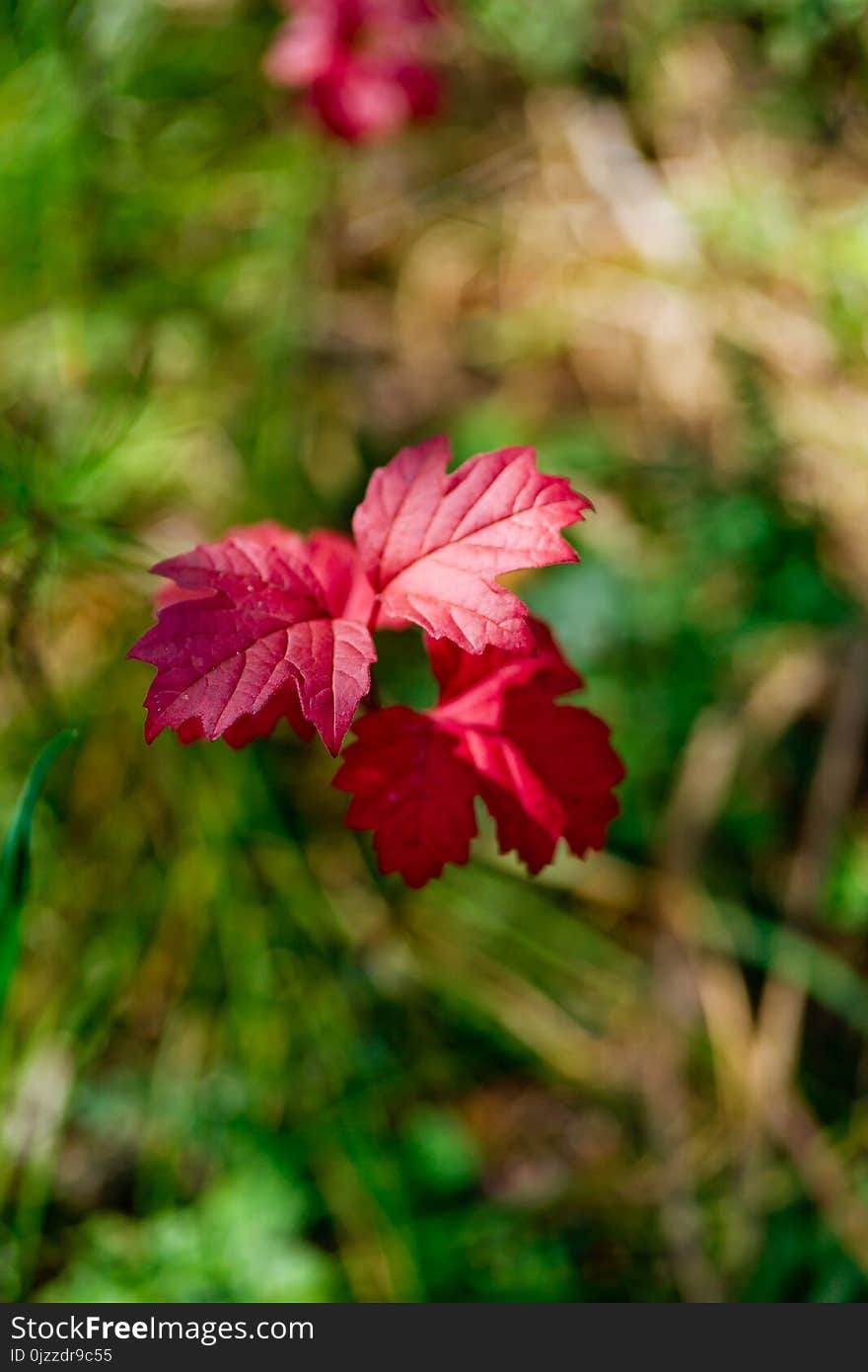 Flower, Flora, Vegetation, Leaf