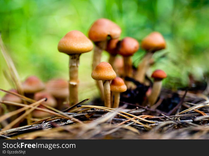 Mushroom, Fungus, Edible Mushroom, Agaricaceae