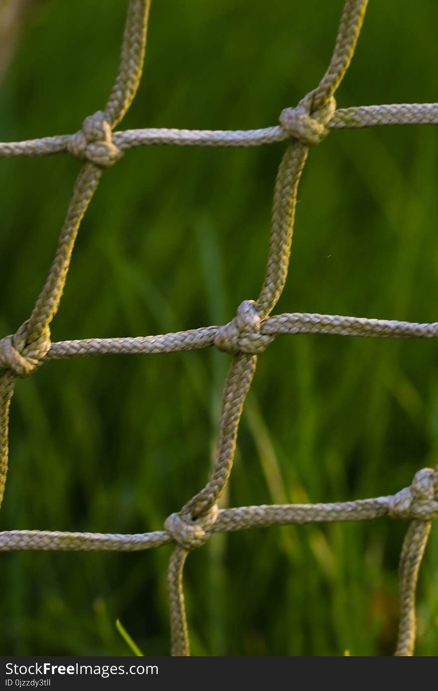 Flora, Branch, Twig, Plant