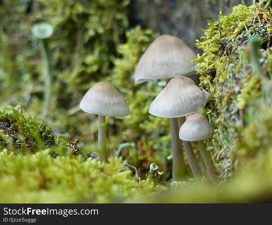 Fungus, Mushroom, Flora, Edible Mushroom