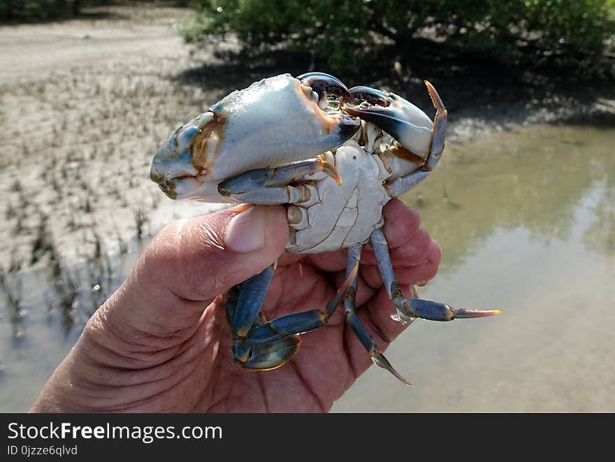 Crab, Water, Dungeness Crab, Decapoda