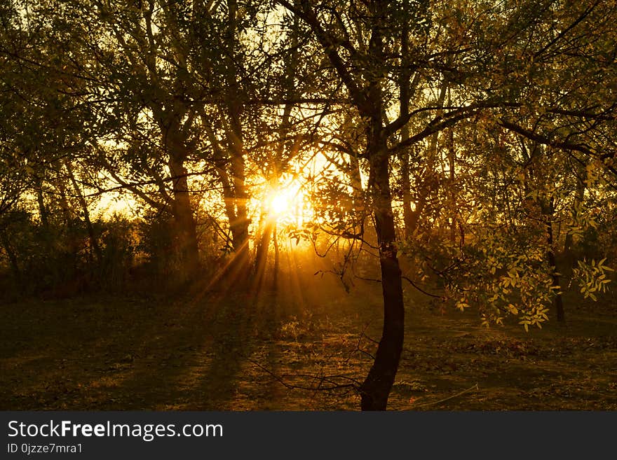 Nature, Tree, Woodland, Forest