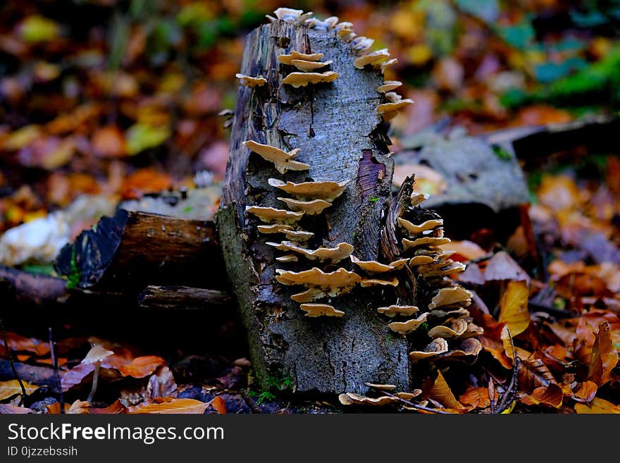 Leaf, Fungus, Autumn, Deciduous