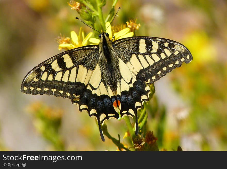 Butterfly, Moths And Butterflies, Insect, Brush Footed Butterfly