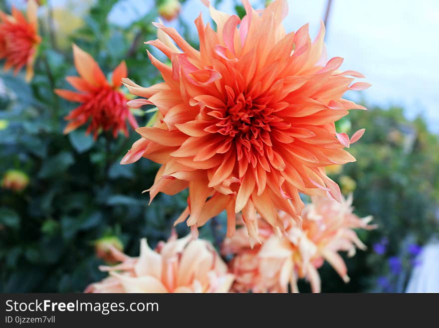 Flower, Plant, Flowering Plant, Dahlia