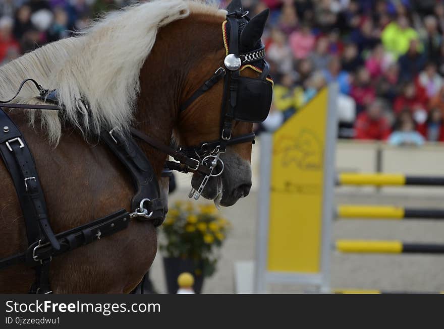 Horse, Bridle, Horse Harness, Show Jumping