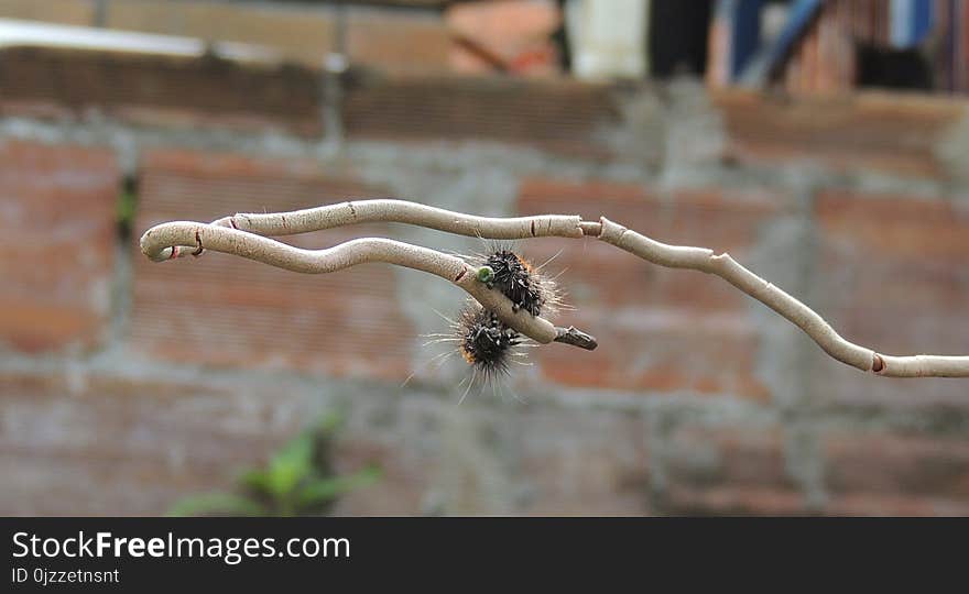 Fauna, Insect, Branch, Twig