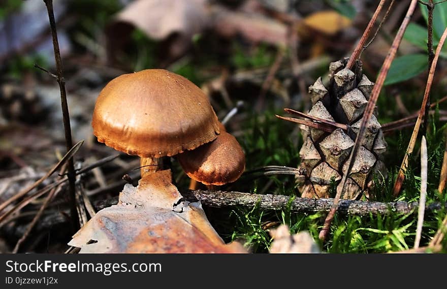 Mushroom, Fungus, Edible Mushroom, Penny Bun