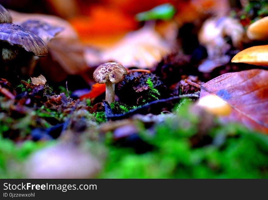 Nature, Leaf, Fungus, Mushroom