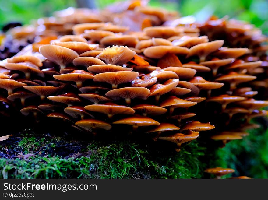 Fungus, Mushroom, Edible Mushroom, Organism