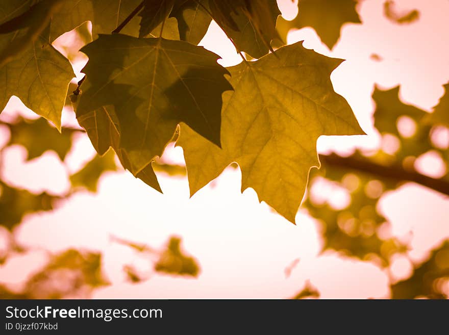 Maple Leaf, Leaf, Branch, Autumn