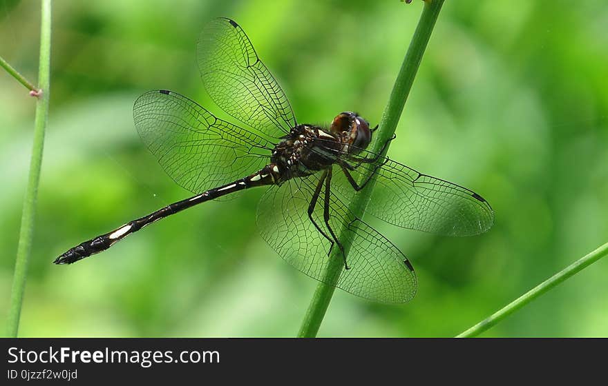 Dragonfly, Insect, Dragonflies And Damseflies, Invertebrate