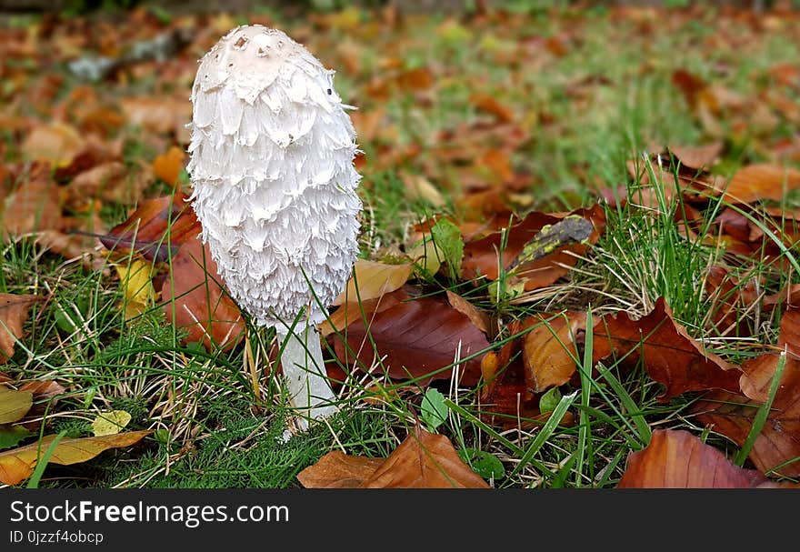 Fungus, Leaf, Mushroom, Edible Mushroom