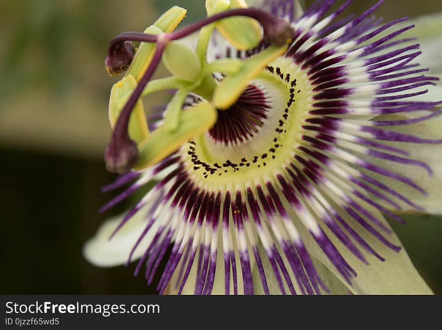 Flower, Plant, Passion Flower, Passion Flower Family