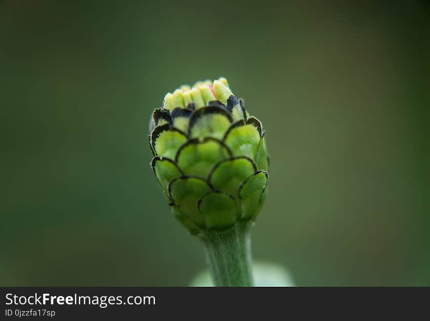 Close Up, Bud, Insect, Macro Photography