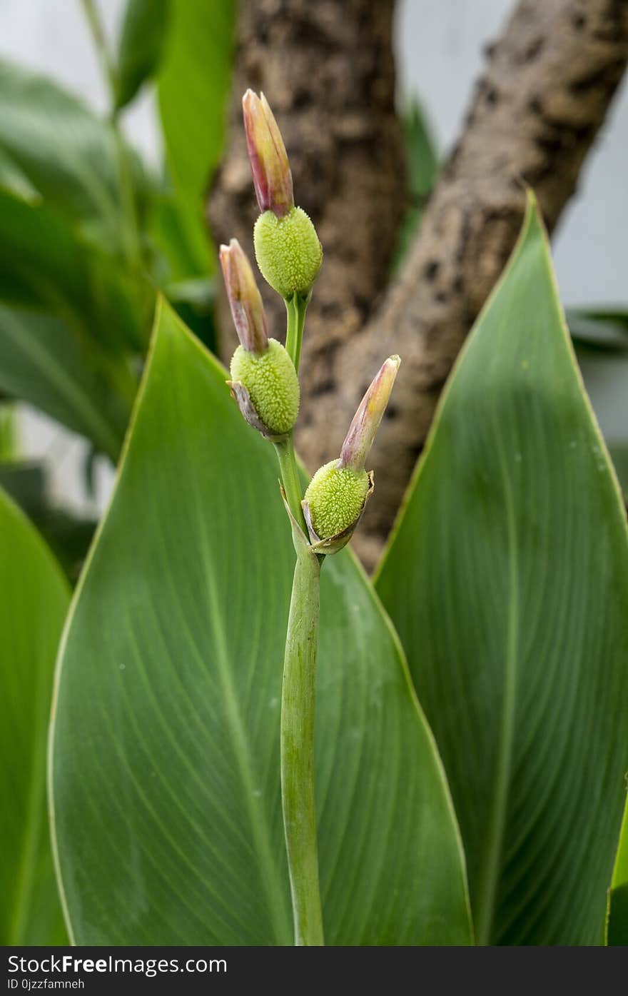 Plant, Flora, Leaf, Bud