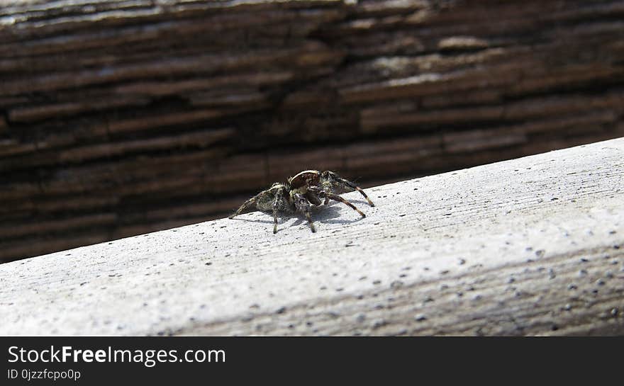 Insect, Fauna, Invertebrate, Membrane Winged Insect