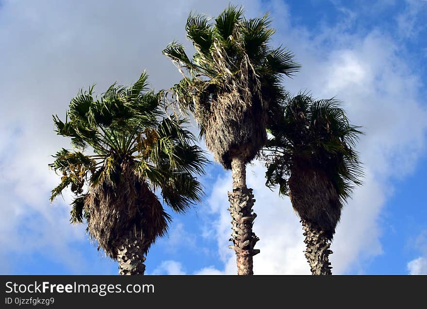 Tree, Sky, Woody Plant, Borassus Flabellifer