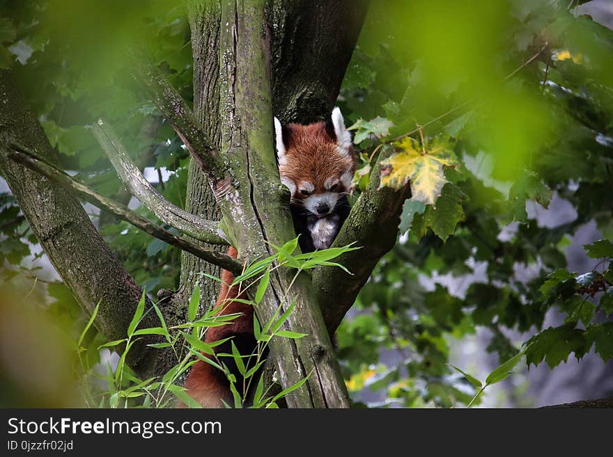 Fauna, Mammal, Wildlife, Tree