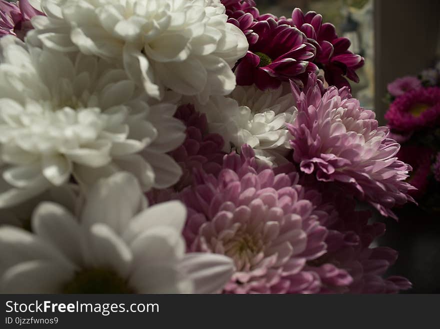 Flower, Flowering Plant, Purple, Chrysanths