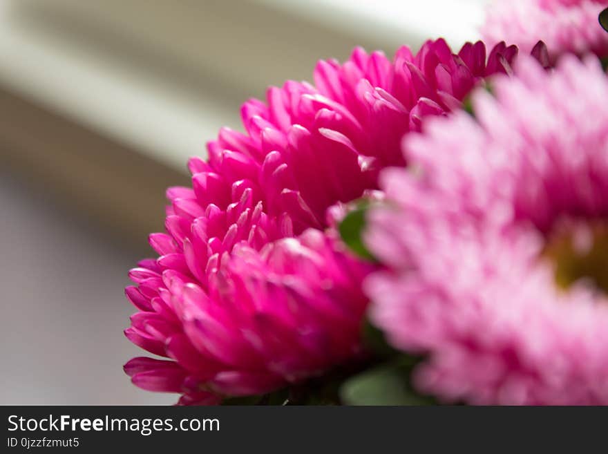 Flower, Pink, Flowering Plant, Aster