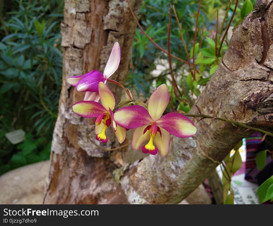 Plant, Flora, Flower, Flowering Plant