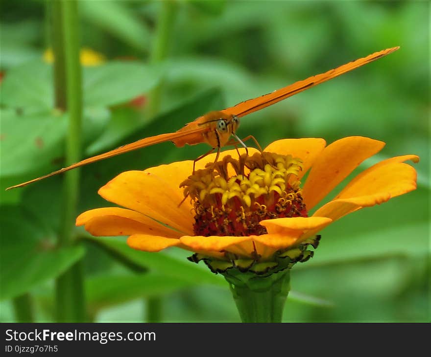 Insect, Flora, Nectar, Flower