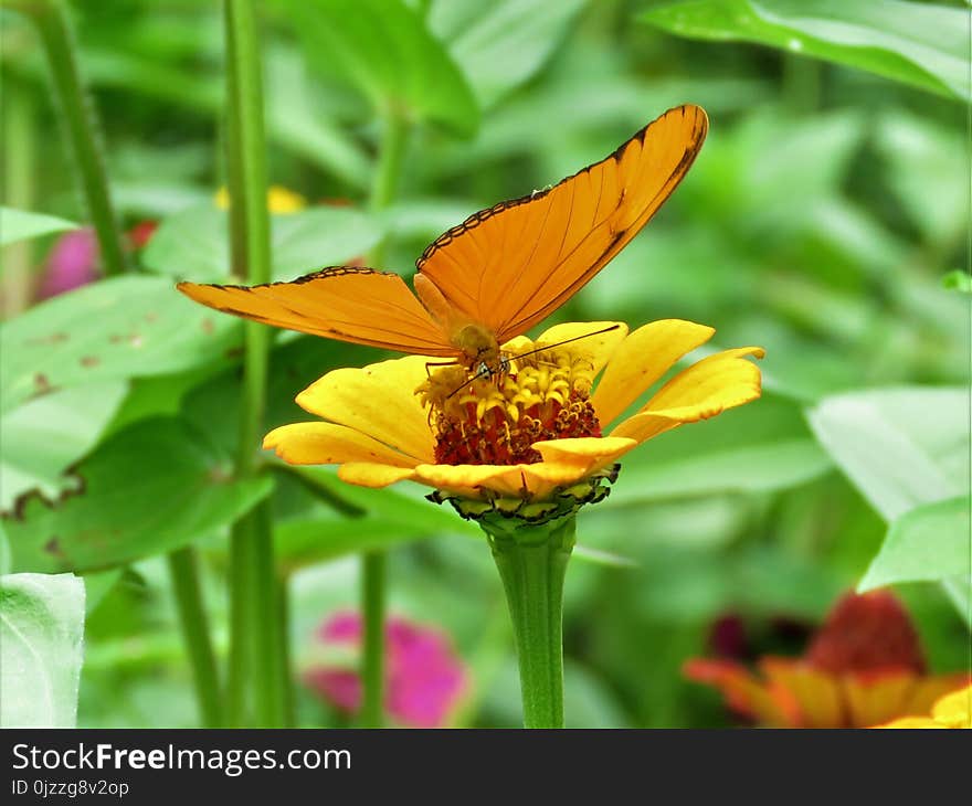 Flower, Insect, Butterfly, Nectar