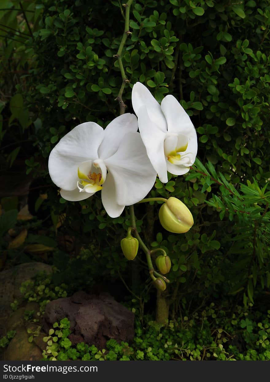 Flower, Plant, Flora, Flowering Plant