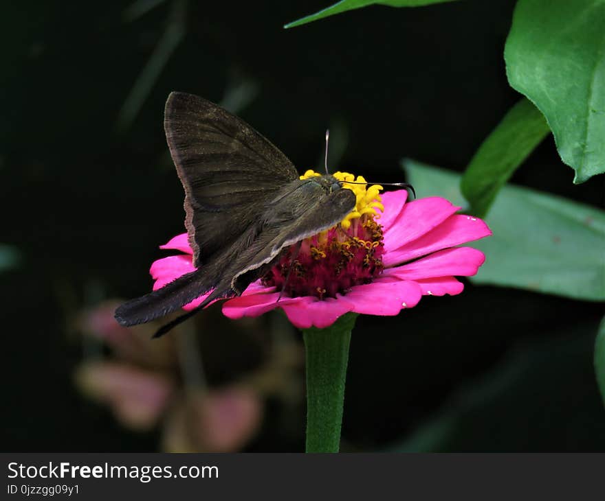 Butterfly, Moths And Butterflies, Flower, Insect