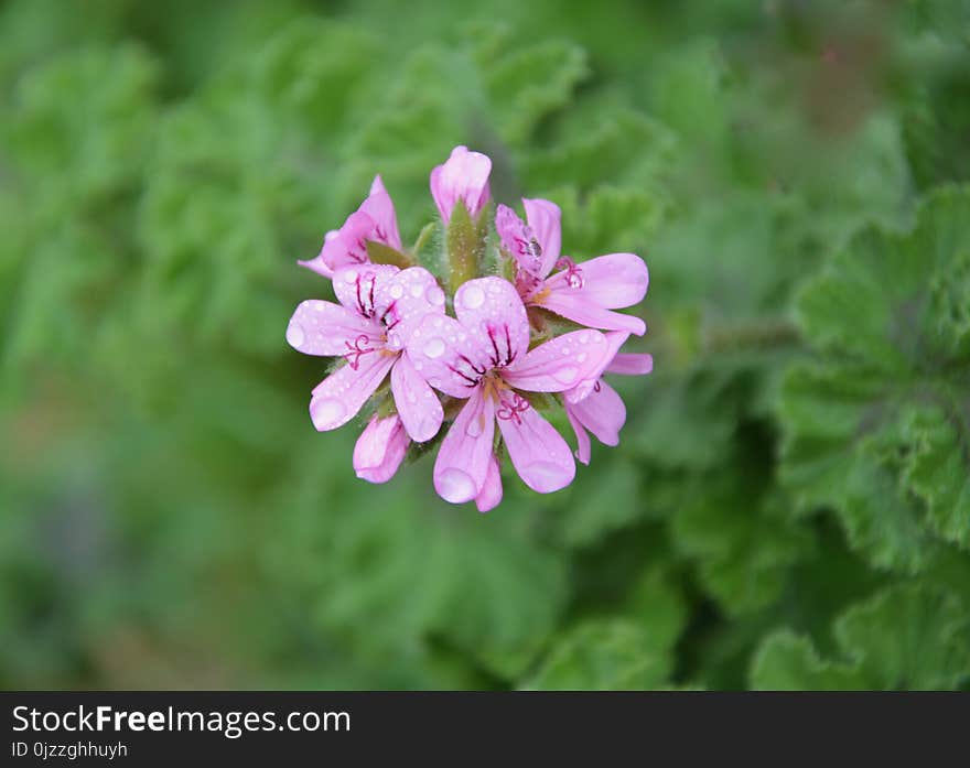 Flower, Plant, Flora, Flowering Plant