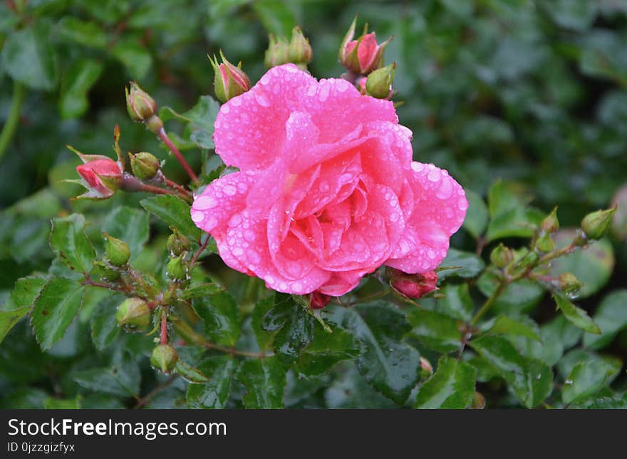 Rose Family, Flower, Rose, Floribunda