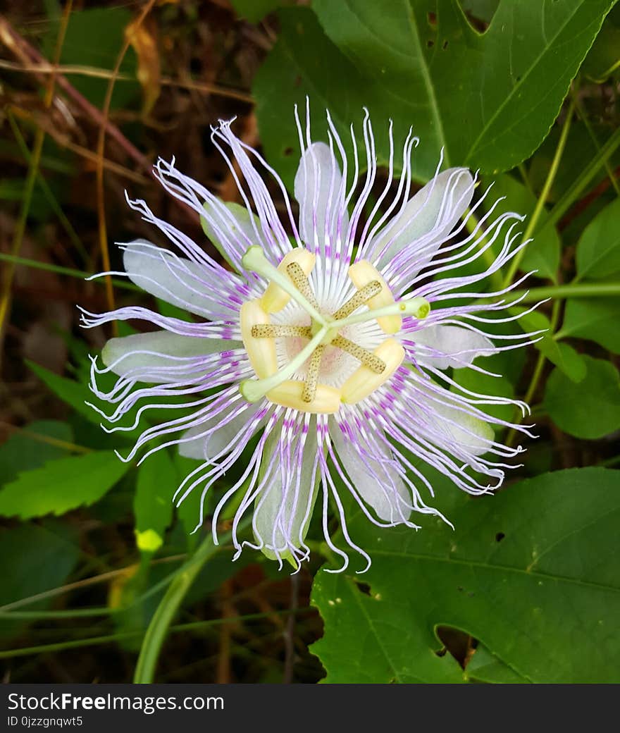 Flower, Passion Flower, Passion Flower Family, Purple Passionflower