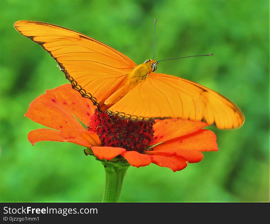 Butterfly, Insect, Lycaenid, Moths And Butterflies