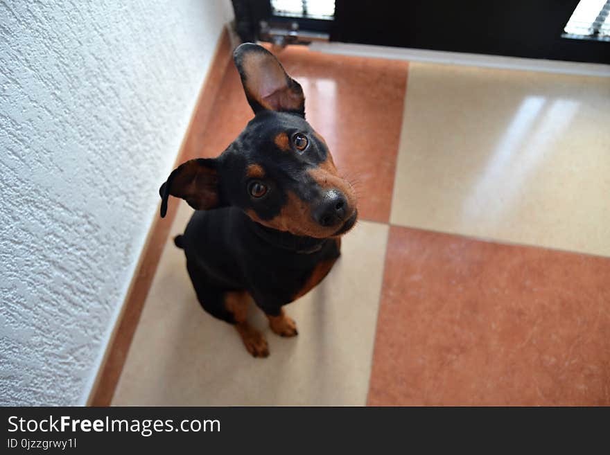 Dog, Dog Like Mammal, Dog Breed, Pinscher