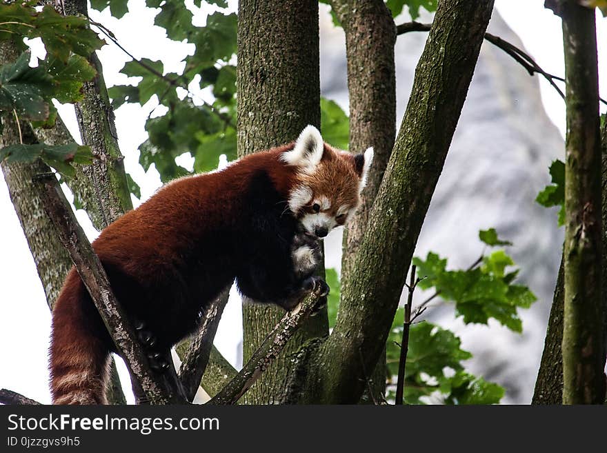 Red Panda, Mammal, Fauna, Tree