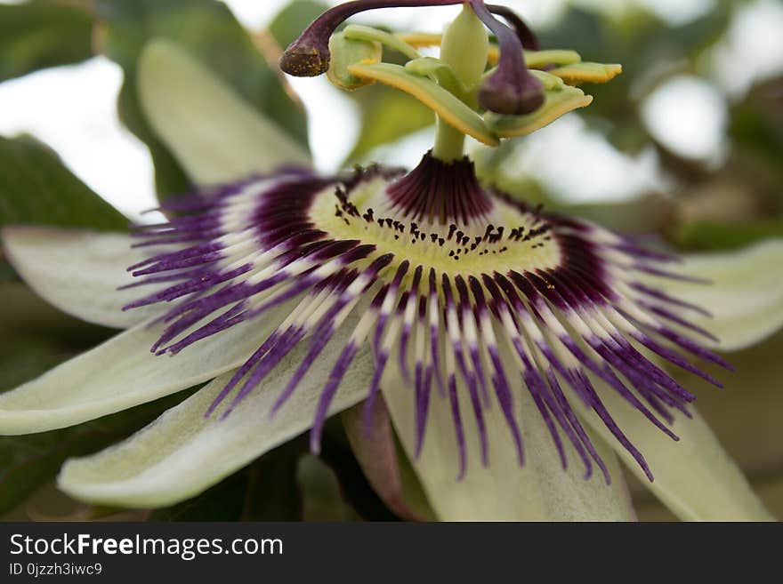 Flower, Plant, Passion Flower, Passion Flower Family