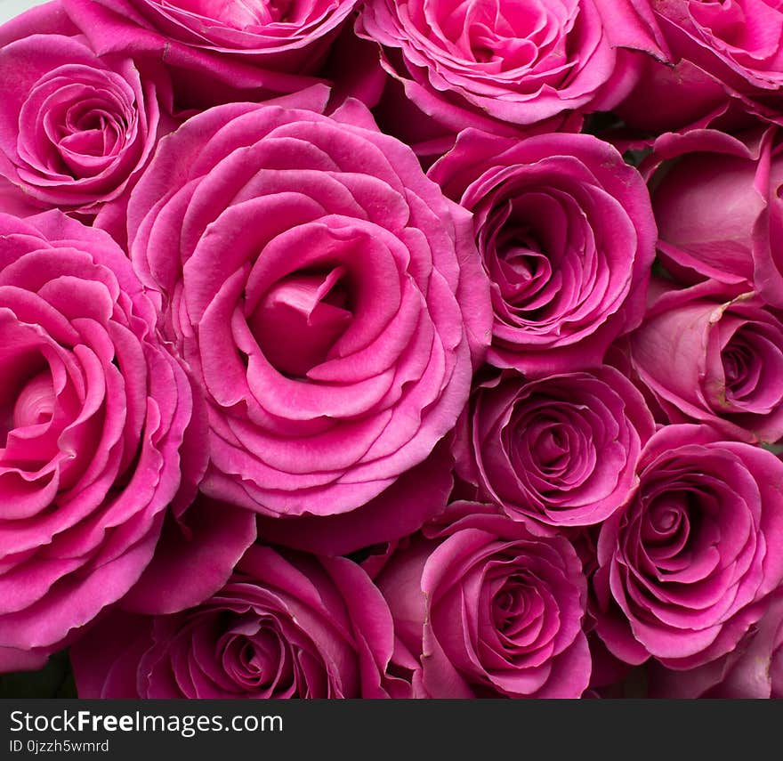 Rose, Flower, Garden Roses, Pink