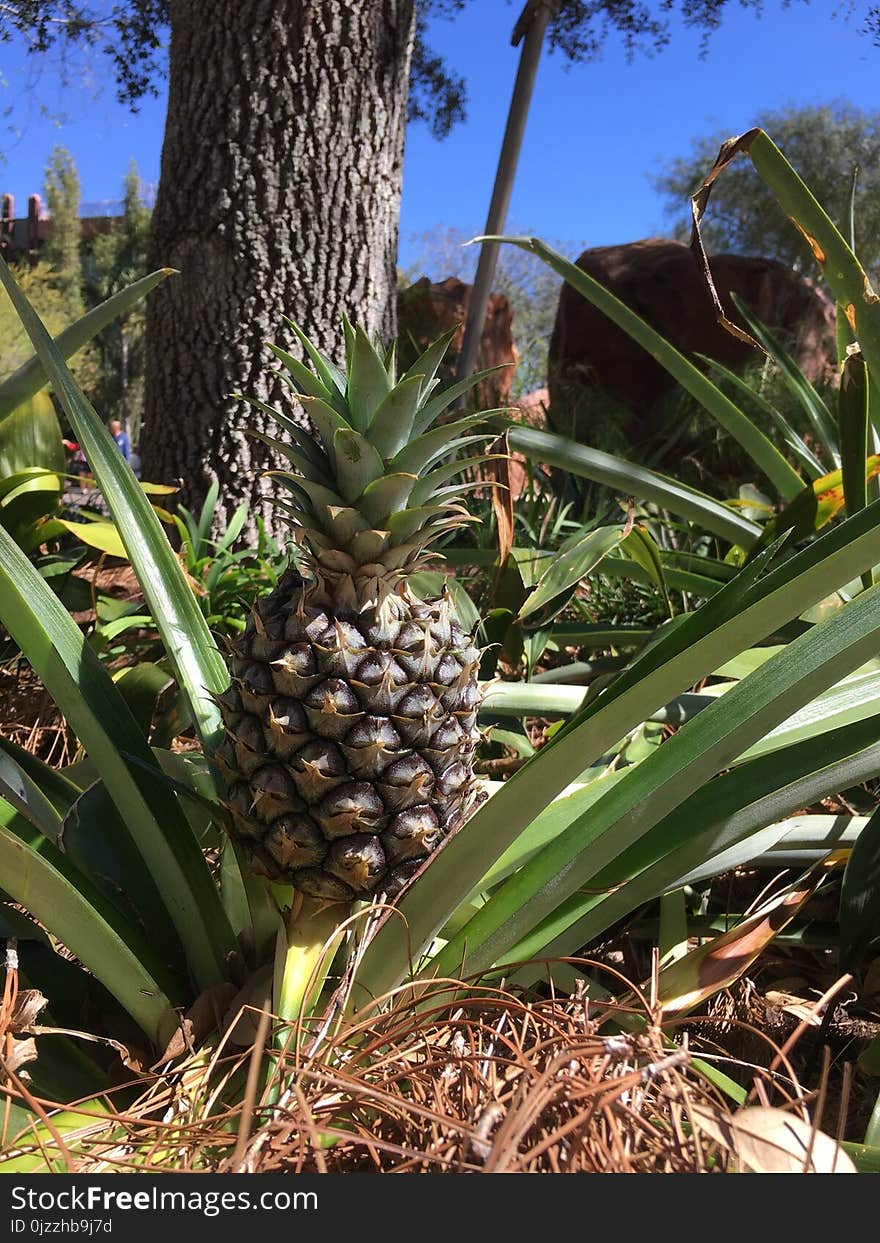 Plant, Ananas, Arecales, Pineapple