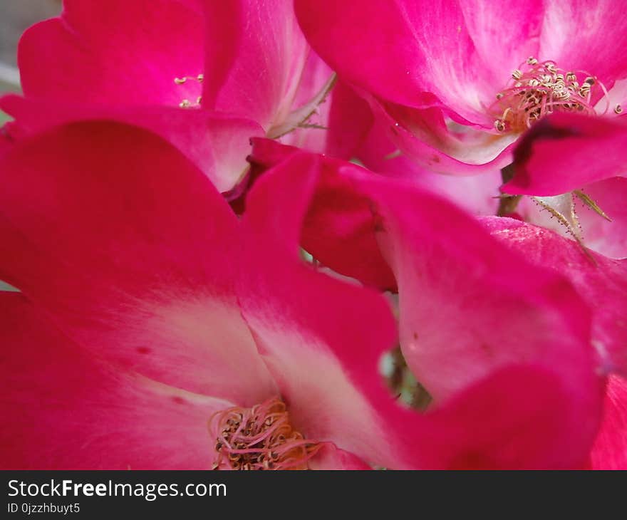 Flower, Pink, Petal, Close Up