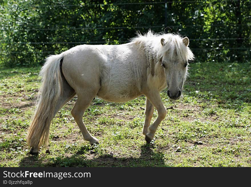 Horse, Mane, Pasture, Horse Like Mammal