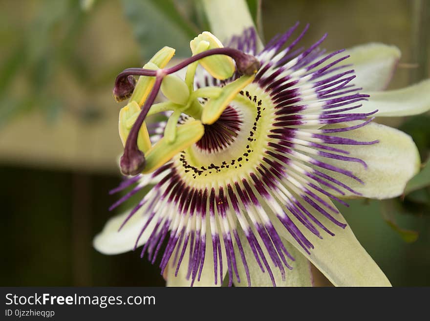 Flower, Plant, Passion Flower, Passion Flower Family