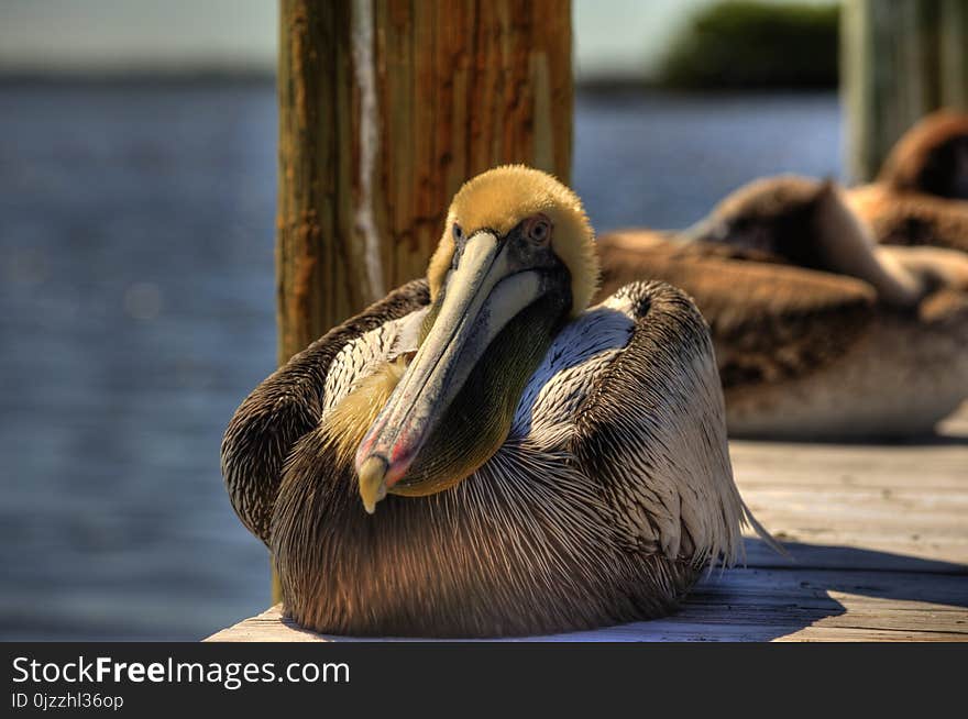 Pelican, Beak, Fauna, Seabird