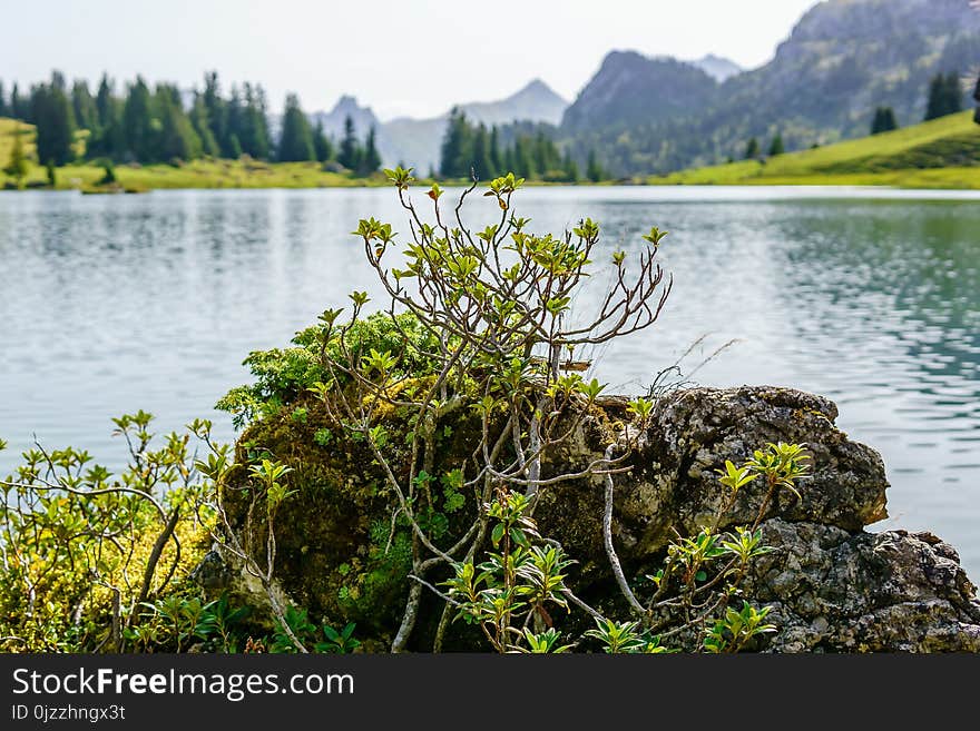 Vegetation, Water, Lake, Nature Reserve