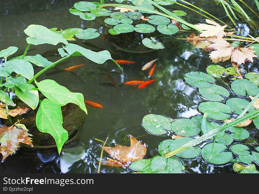 Fish Pond, Water, Pond, Body Of Water